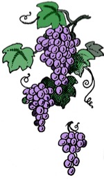 grape-vines-1